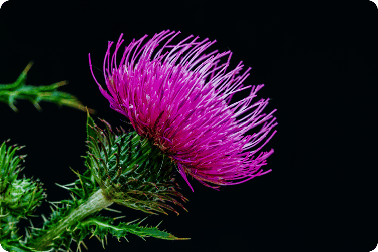 Thistle1