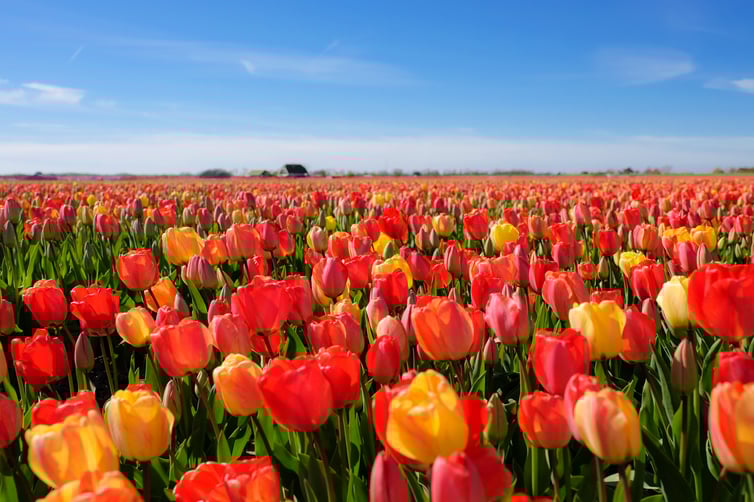 Tulips